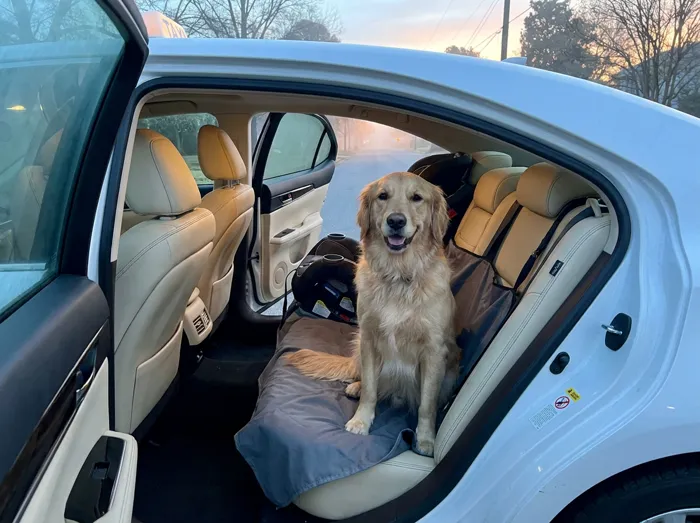 Perro sobre una funda en el asiento trasero, junto a una silla infantil
