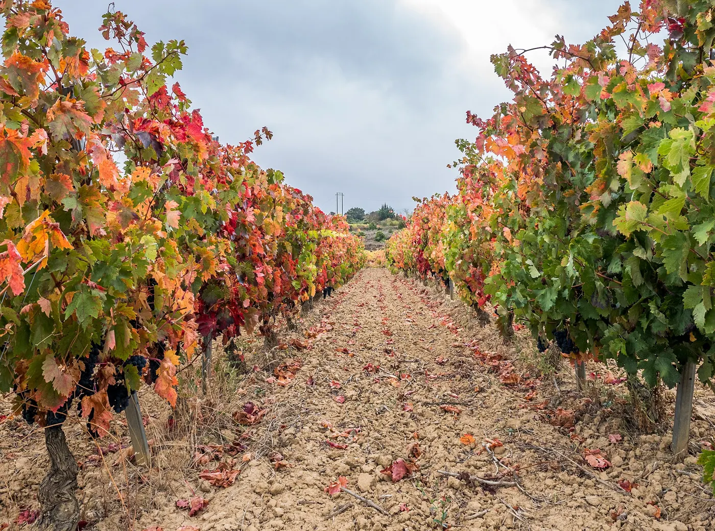 Viñedo en otoño junto a Laguardia